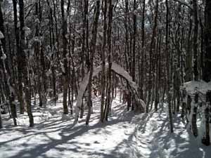 En hiver sur le plateau