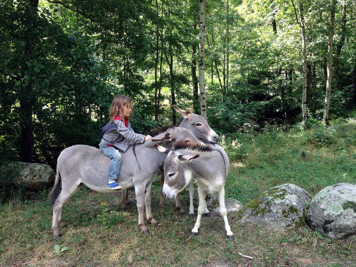 Les petits ânes sardes de Martinel