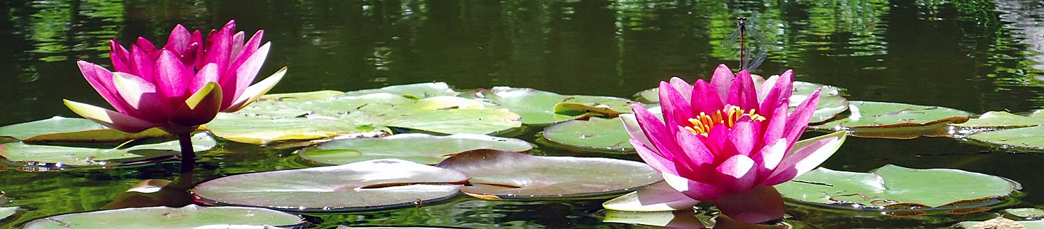 Bandeau Martinel nenuphars web