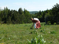Akeomaï - Cueillette des plantres d'Ardèche