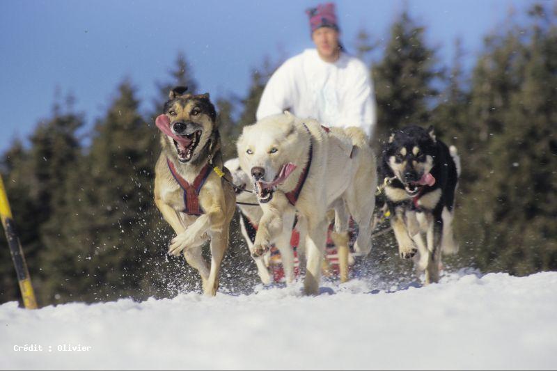 parc du chien nordique 3453